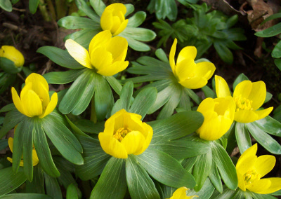 Eranthis hyemalis